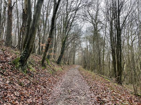 Après avoir descendu la Côte Bigot, nous remontons (en pente douce) dans le bois de Garennes.