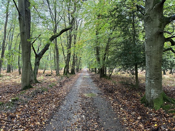 Chemin de Launay en forêt de Beaumont. Cette forêt est constituée de chênes, de hêtres, de bouleaux et de résineux.