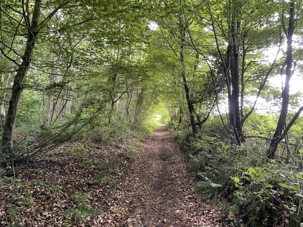 Nous ne sortons du bois qu'une fois arrivés sur le plateau.