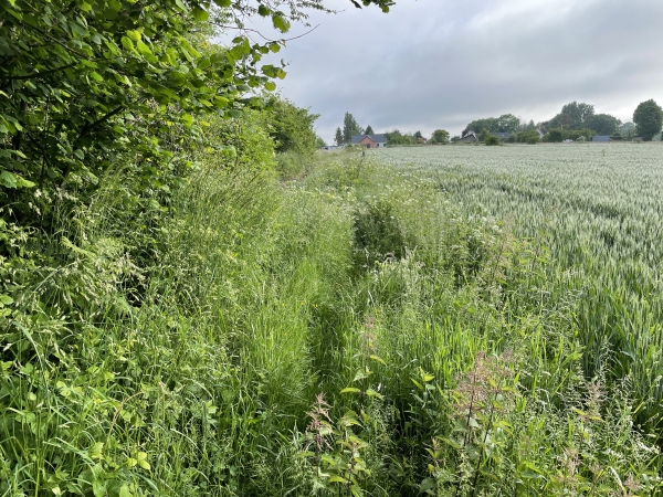 Dès la sortie du bois, le chemin est envahi de hautes herbes. Rien de méchant, mais c'est humide le matin ! Sur ce circuit balisé et référencé par le Département, seuls les chemins sur le territoire d'Yquebeuf ne sont pas entretenus.
