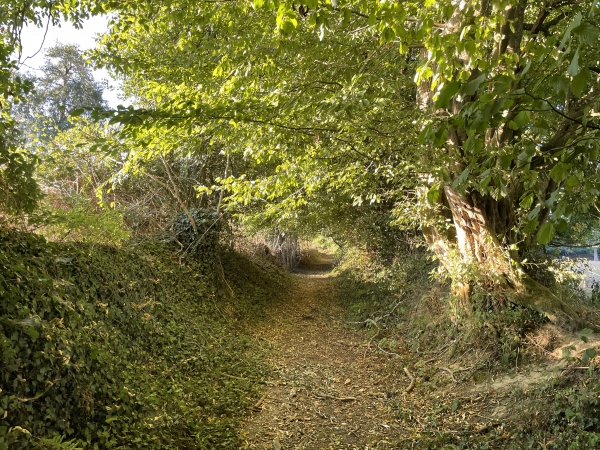 Il reste quelques chemins creux, mais les bocages ne sont plus très nombreux.