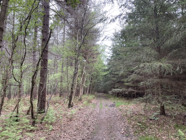 Le chemin est très agréable. Nous le suivons jusqu'en bordure de l'A28.