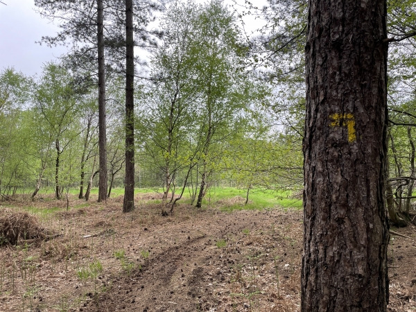 Arrivés en bordure de l'A28, le balisage jaune (ou ce qu'il en reste) nous invite suivre le sentier qui longe l'autoroute, cachée par la végétation.