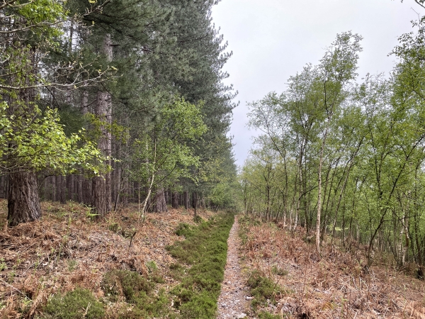 170 mètres plus loin, nous tournons à nouveau à angle droit pour descendre en pente douce vers la vallée de la Risle.