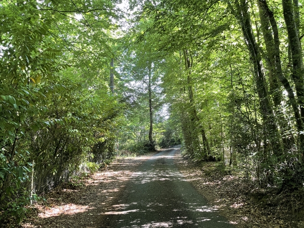 Le chemin du Vallet se glisse entre les propriétés cachées dans la verdure.