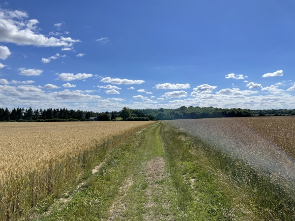 Traversée de la plaine agricole entre la Thibouvière et le Buisson Cornu.
