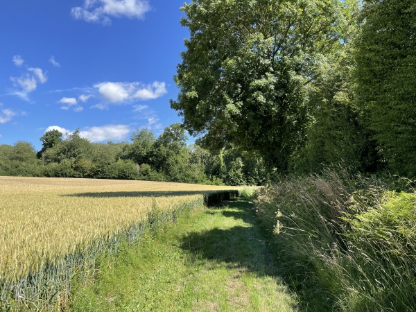 Arrivé au Buisson Cornu, je tourne vers le nord pour rejoindre le bois des Chesnaies que l'on voit en face.