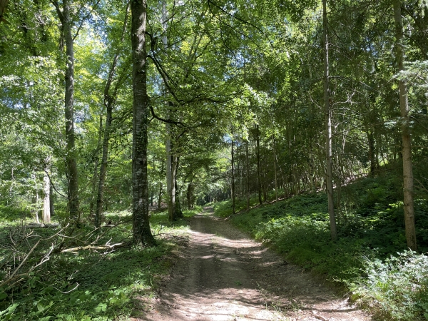 Bois des Chesnaies.