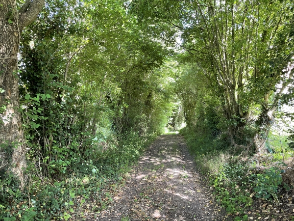 A proximité du hameau Saint-Martin, le chemin est bordé d'ancien arbres tétards.