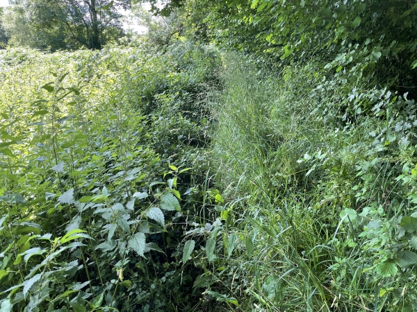 Le chemin disparait sous les hautes herbes (et les orties) sur 200 mètres. Je suis en short, je sers les dents !