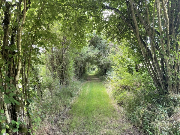 Le chemin de la Côte est beaucoup mieux entrenu !