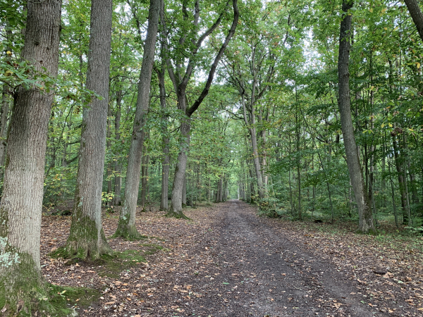 Nous entrons dans la partie publique de la forêt de Bizy au niveau du Rond des Religieuses. Nous nous amusons à quitter l'allée principale pour suivre les chemins de traverse avec des parcours sportifs ou un sentier découverte.