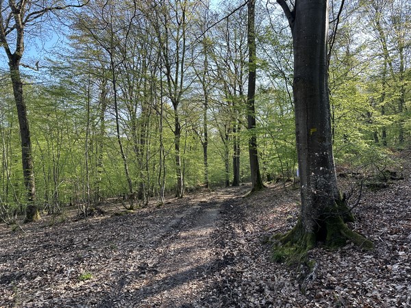 Nous avons suivi la D8 sur 150 mètres et montons maintenant dans la forêt de Vernon.