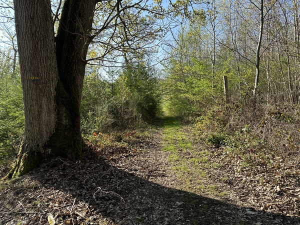 Après avoir profité des paysages du bord de Seine, et ceux de la vallée du ruisseau Sainte-Geneviève, nous voilà au cœur de la forêt.