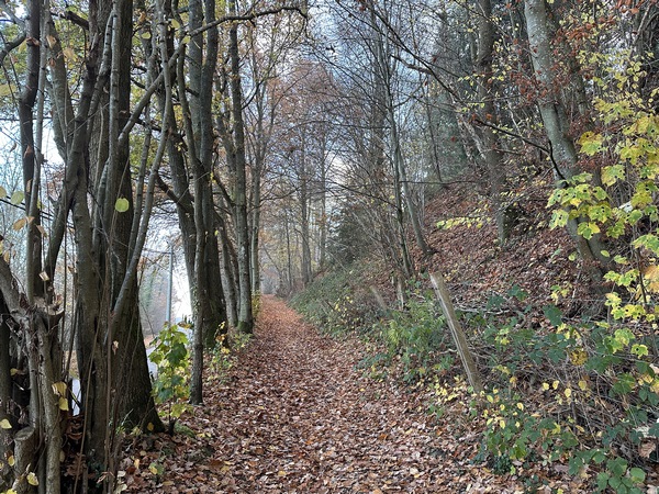 Dès la sortie du bourg, nous entrons dans le bois du Moulin de Fresney.