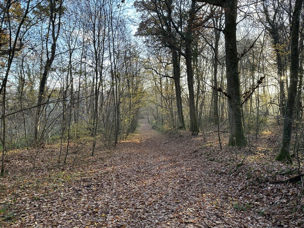Sur le plateau, les chemins sont de larges allées, et ce sera le cas pour tous les chemins forestiers de ce circuit.