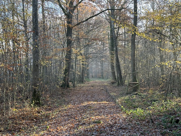 Les amoureux des balades en forêt seront aux anges, mais les allées sont parfois un peu trop rectilignes.