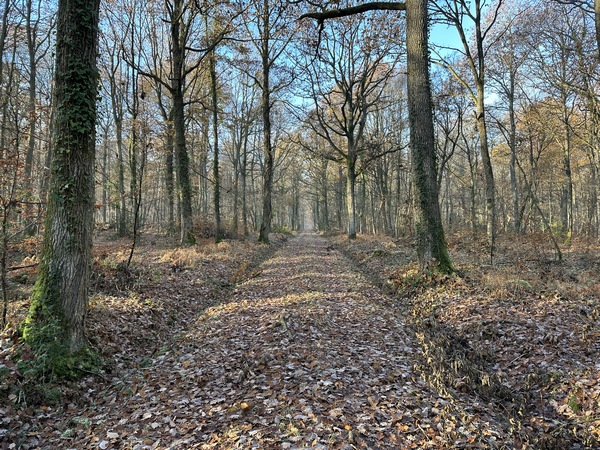 Sur cette dernière allée, nous avons croisé une dizaine de biches et grands faons. Trop rapides pour le photographe !