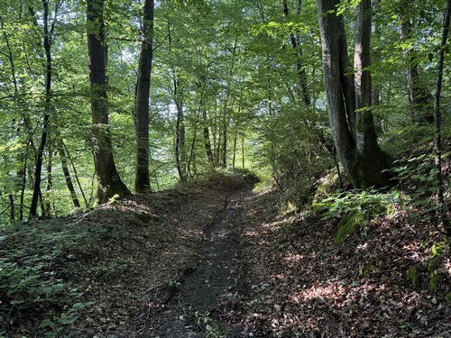 Nous marchons en lisière du bois, avec une alternance de chemins et de petites routes qui desservent les charmantes maisons installées le long du bois.