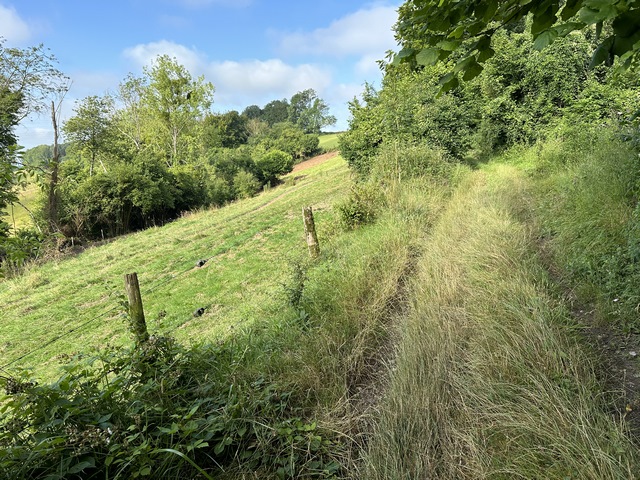 Petite montée dans les vestiges du Bois du Paon dont il ne reste que quelques bosquets.