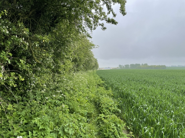 A la sortie de Boissay, nous rejoignons ce chemin un peu encombré malgré un balisage. Rien de méchant, mais en cette matinée humide, les pantalons sont trempés.