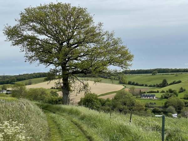 Le chemin de la Côte du Héron est délicieux, nous l'avons mitraillé de photos, plusieurs sont dans l'album de la randonnée.