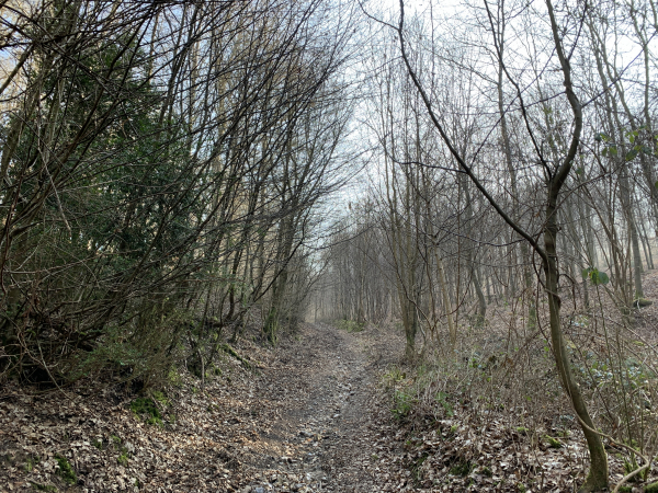 Nous montons maintenant entre les bois des Câtelaines et celui des Feuguerettes, toujours sur le GR25.