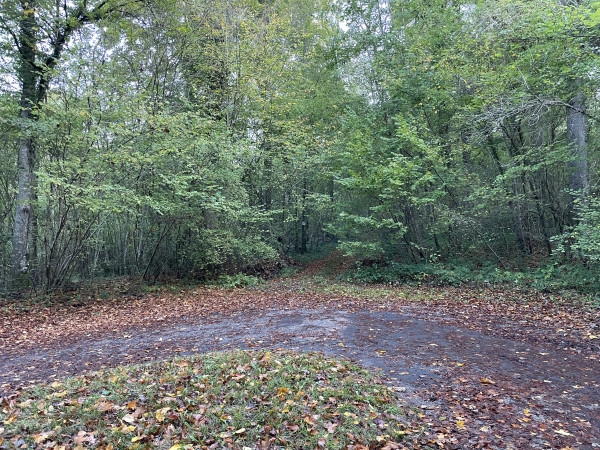 En quittant la chapelle, nous ne suivons pas la petite route, mais continuons en face, dans le bois de la Vente de la Rue Péreuse.