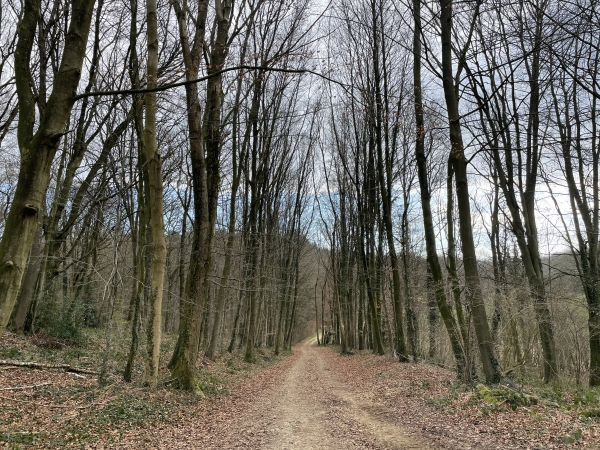 Nous longeons le bois du château de Bois-Héroult.