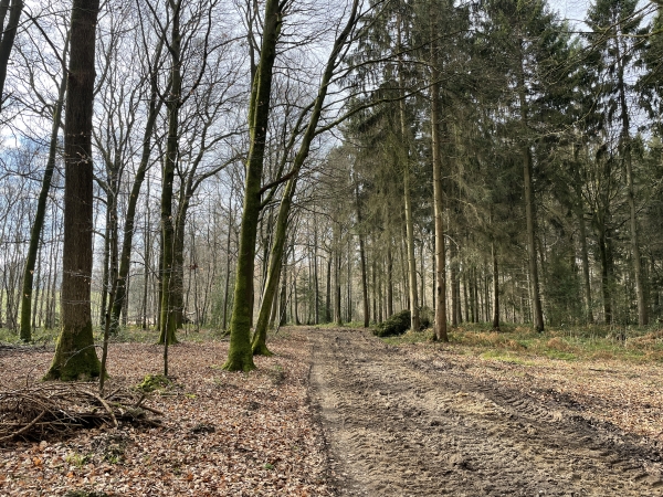 Comme on le voit, le chemin dans le bois est labouré par des engins forestiers. On patauge certainement ici en période humide.