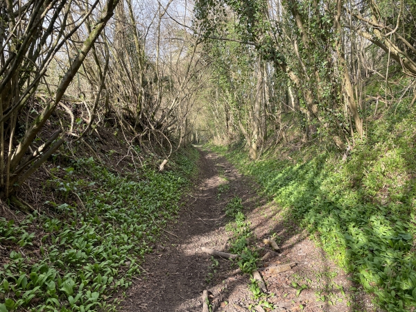 Le chemin, bordé d'ail-aux-ours (voir dans l'album la photo prise en mai 2015), descend vers Chef-de-l'Eau.