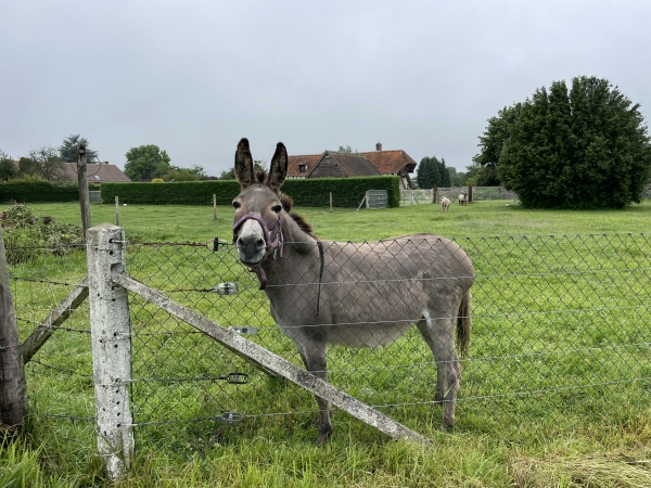 Sente aux Pinchons. "Eh ! Carressez-moi le chanfrein !"