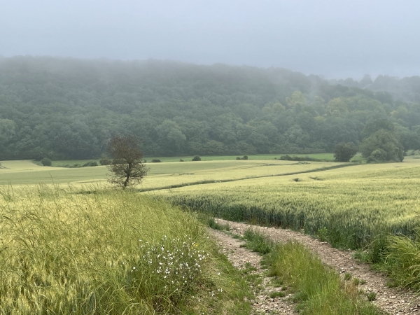 Nous descendons dans la Colombière, au pied du Bois aux Moines.