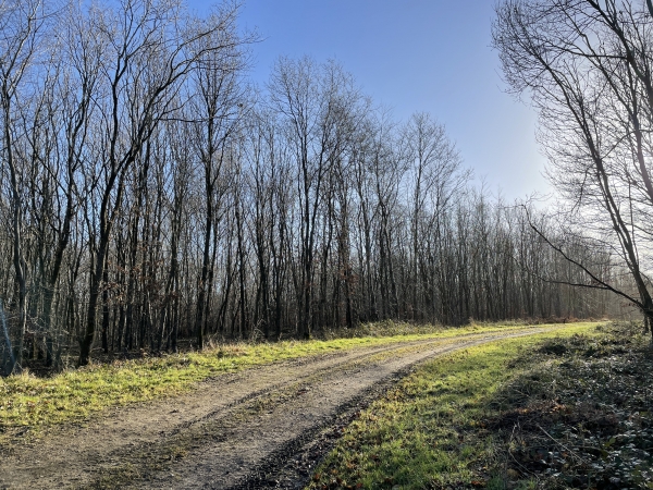 Nous arrivons au sommet et suivons la route forestière des Quatre Mares.