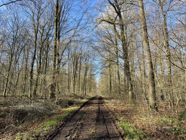 Nous retrouvons une route forestière que nous allons suivre jusqu'au bout de la ligne droite.