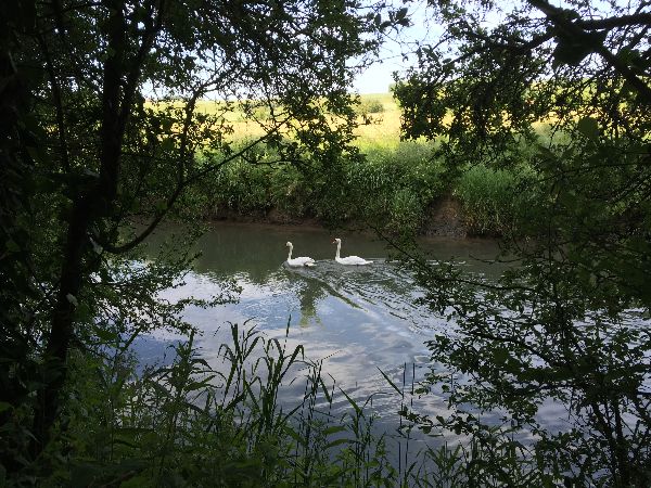 Le chemin offre quelques parties boisées, bienvenues en cette chaude journée de juin.