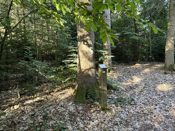 Nous entrons dans l'arboretum de Canappeville près du domaine des Landes. C'est un arboretum de 7,5 hectares, planté de résineux et de feuillus exotiques.&nbsp;