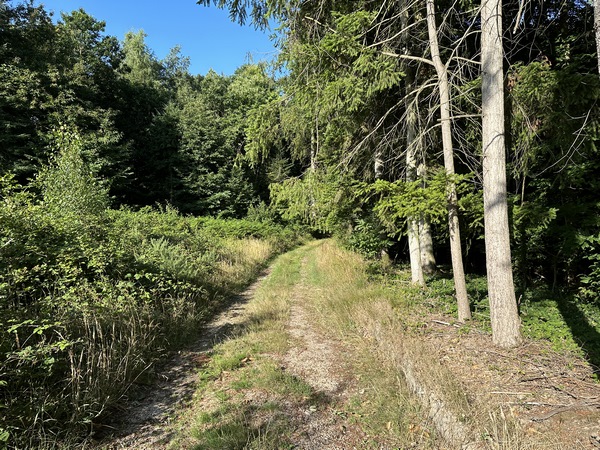 Nous sortons de l'arboretum et continuons dans les bois.