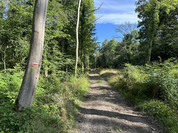 Le GR26 suit ce beau chemin dans les bois du Mont Gouet.