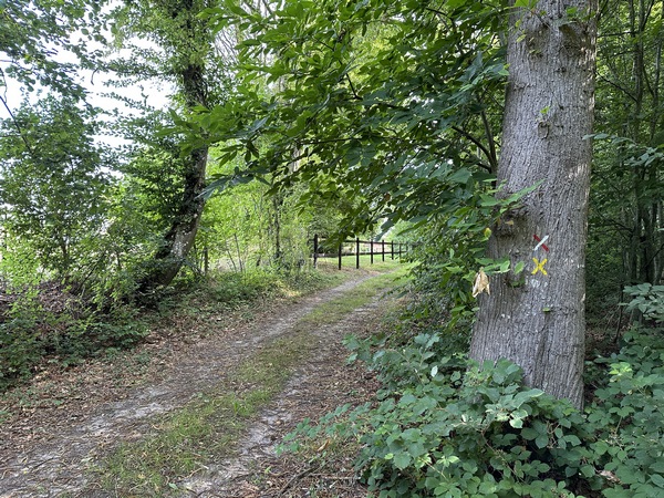 Au sommet, nous quittons le GR26, et faisons une petite infidélité au parcours officiel pour rester sur les chemins.