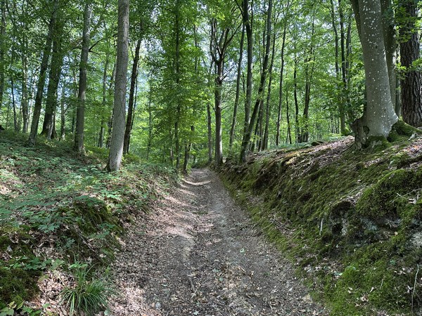 Nous retrouvons le bois de Venon, nous le traversons vers le nord.