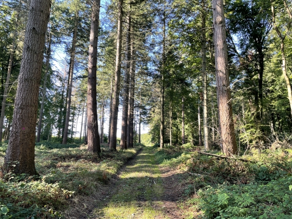 Nous entrons dans le bois de Saint-Martin.