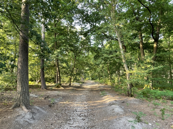 Je suis les balises jaunes qui me promènent dans la forêt.