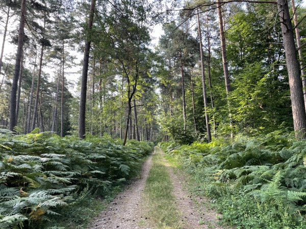 La forêt offre des paysages variés, avec ici une plantation de résineux.