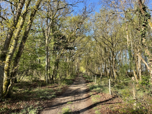 Chemin du Puchot. A notre droite, cachées par les reliquats du bois du Puchot, ce sont les gravières.
