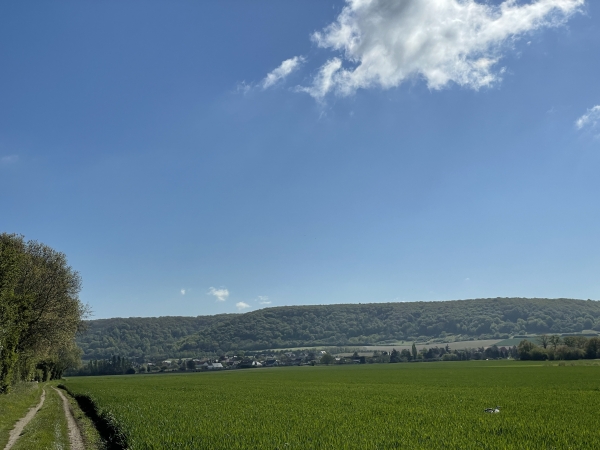 Nous suivons le GR2, le long de la Seine. A droite, on peut distinguer un jeune héron dans le blé vert. Il a essayé vainement de s'envoler à trois reprises. (Plus visible sur la photo grand format dans l'album)