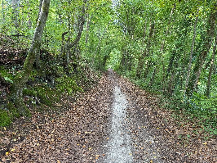 Je monte maintenant dans le bois Renard. La pense est douce, et s'accentue un peu en s'approchant du sommet.
