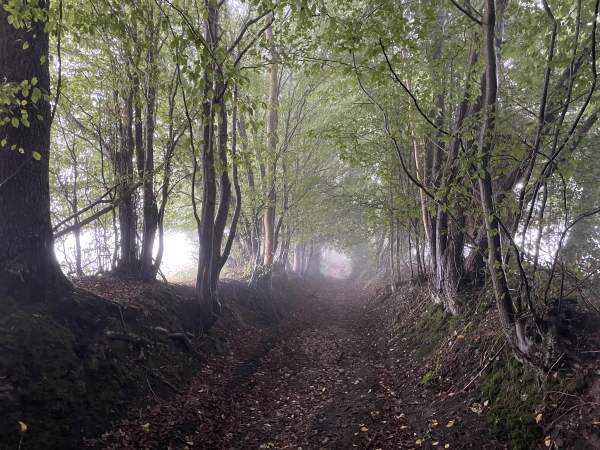 Je continue sur le chemin, droit vers le sud. Le paysage est limité au chemin lui-même en raison d'une brume épaisse qui cache le bocage.