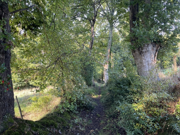 Depuis le départ, les chemins sont rarement de larges chemins plats. Ce sont plutôt des sentiers de bocage, tourmentés, souvent creux. Un vrai plaisir !