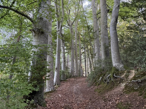 Le bois de Lignières est essentiellement planté de résineux, mais le chemin est bordé de hêtres majestueux.
